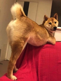 Cette chienne, ce cul