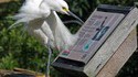 Oiseau intéressé