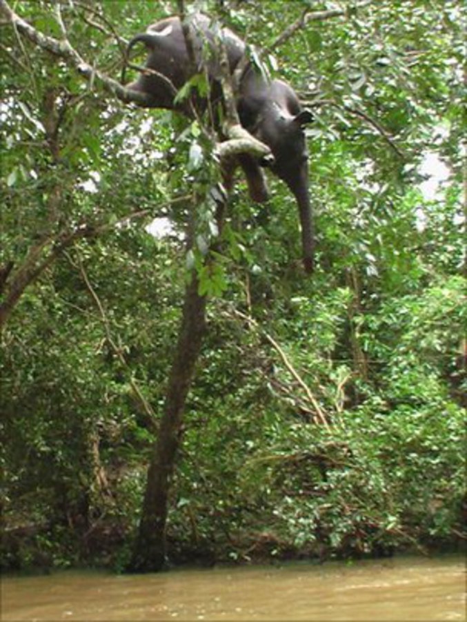 Cet éléphanteau a été emporté par la crue de la rivière de Kaloya, montée à 5.5m au-dessus de son niveau moyen (janvier 2011). Les actuelles inondations au Sri Lanka ont provoqué d’innombrables dégâts dont 325 000 sinistrés et 23 morts, mais, au total, on estime à plus d'un million le nombre de personnes touchées directement par les inondations au Sri Lanka. L'éléphant est malheureusement mort.