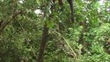 Les éléphants grimpent aux arbres mais ne savent pas en redescendre