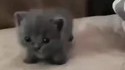 Chaton random