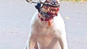 Mon voisin m'a gonflé en disant que mon chien était d'une race qui nécessitait une muselière...