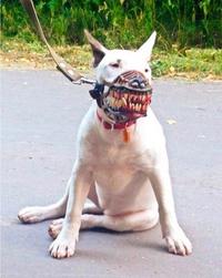 Mon voisin m'a gonflé en disant que mon chien était d'une race qui nécessitait une muselière...