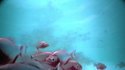 Piscine de piranhas