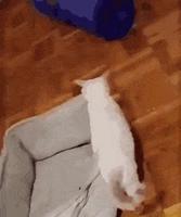 un chat pas con qui veut améliorer le confort de son carton !