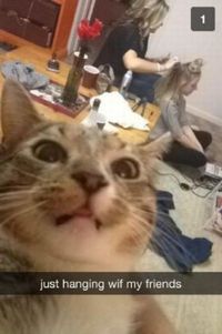 Un chat sur les réseaux sociaux