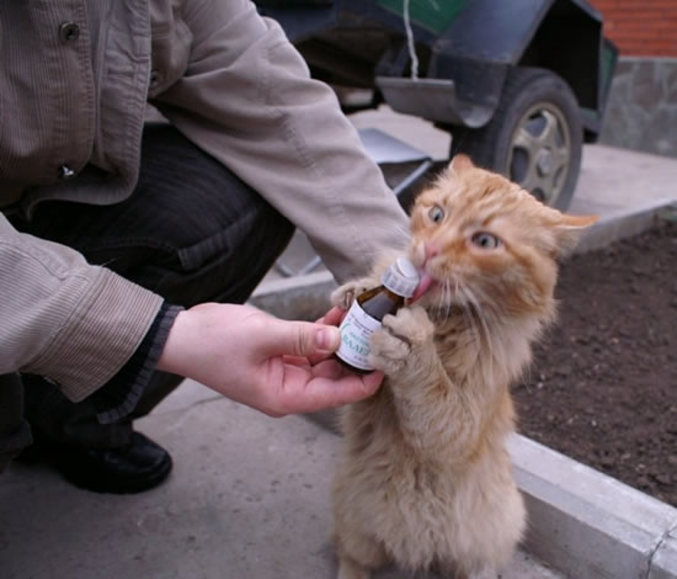 Un chat qui veut sa dose.