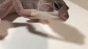 Lézard qui mue