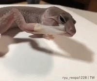 Lézard qui mue