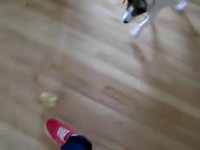 Chien Vs. poussin