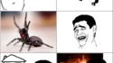 Arachnophobe 