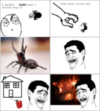 Arachnophobe 