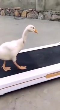 Mardi canard sexy #1