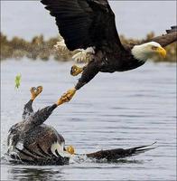 un mélange de natation et vol synchronisés !