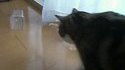 Chat curieux