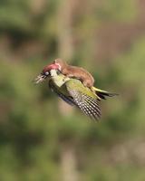 La belette et le pic vert