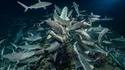 Un banc de requins s'attaquent à une proie