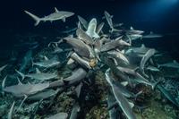 Un banc de requins s'attaquent à une proie