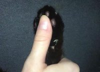 Alerte ! Les fdp prêts à l'attaque !