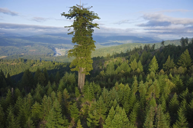 Hyperion est un séquoia à feuilles d'if du parc national de Redwood, en Californie. Du haut de ses 115,55 mètres, il est l'arbre le plus grand du monde. Son emplacement exact est maintenu secret pour le protéger des touristes.