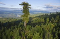 Hyperion, seigneur des arbres