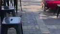 Kan t'es un pigeon avec du style