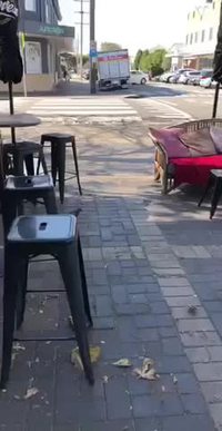 Kan t'es un pigeon avec du style