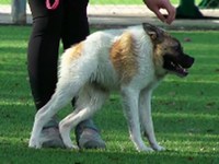 Un chien nommé cochon