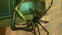 Une grosse araignée