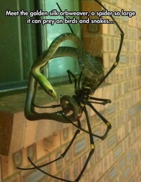 Une grosse araignée