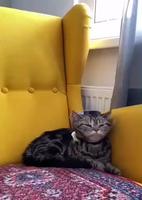 Pourvu qu’il ne pleuve pas .