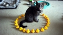 Chat prisonnier