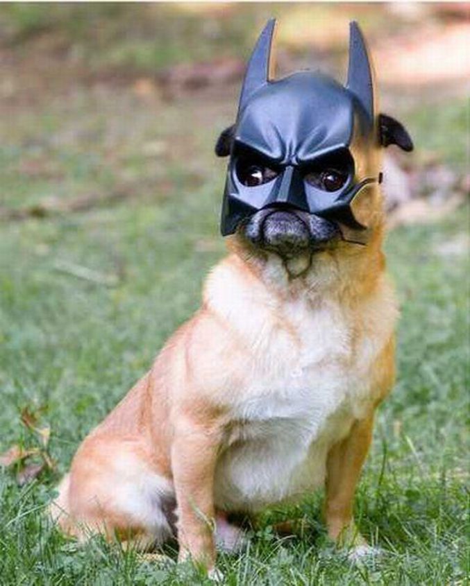 Le nouveau chien de Batman.