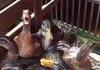 Canard diabolique