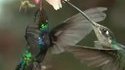 Un colibri, une abeille