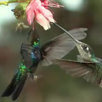 Un colibri, une abeille