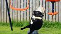 Un chat fait une prise de judo à un chien