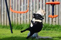 Un chat fait une prise de judo à un chien