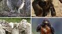 avez vous déjà vu un oiseau qui vient vous péter la gueule ?