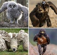 avez vous déjà vu un oiseau qui vient vous péter la gueule ?