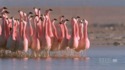 La vie d'un flamand rose