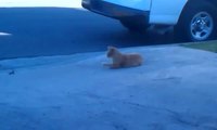 Chat rêveur