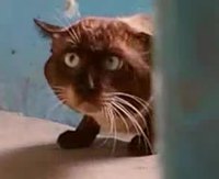 Chat louche