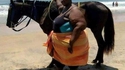 Les derniers instants de ce cheval 