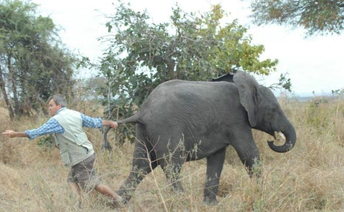 Un homme essaie de tirer un éléphant.