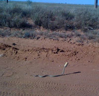 Serpent owned