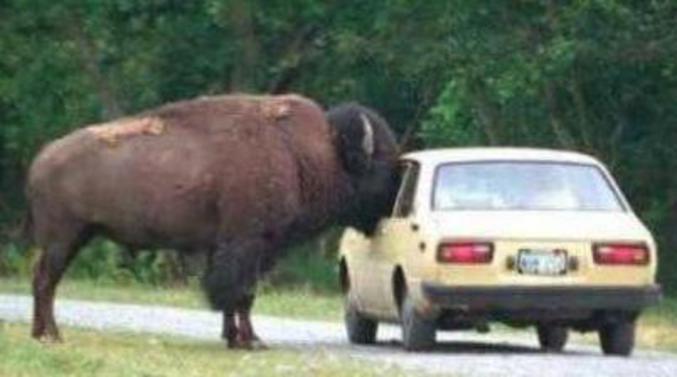 Un énorme bison près d'une voiture.