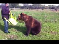Un ours qui fait plein de choses