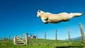 Compter les moutons ou les nuages... ou les deux combinés...