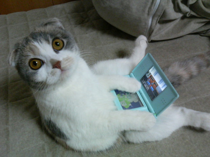 Un chat accro à la Nintendo DS.